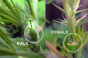 marijuana-cannabis-male-female-differences