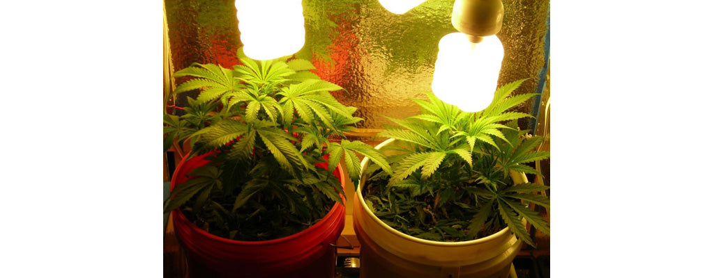 marijuana-light-compact-fluorescent-grow-lights-to-grow-cannabis