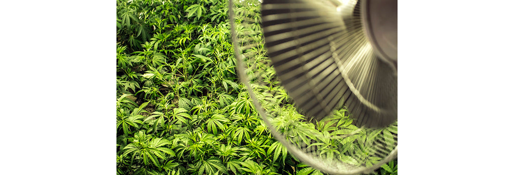 marijuana-vegetative-stage-fan-to-circulate-cannabis-grow-room