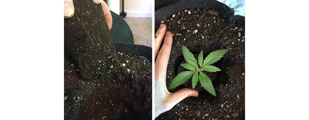 transplant-marijuana-seedling-from-a-small-container-to-a-big-container