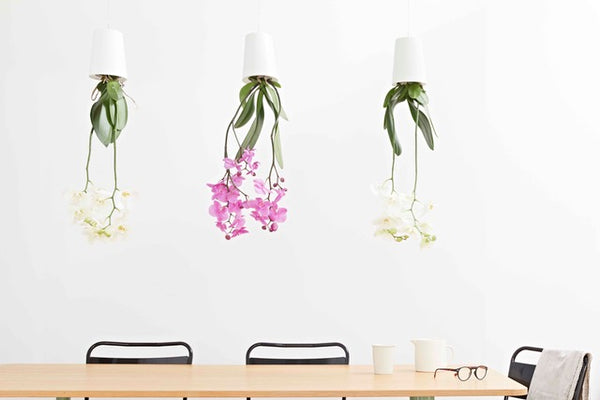 Sky Planter von der Decke hängend