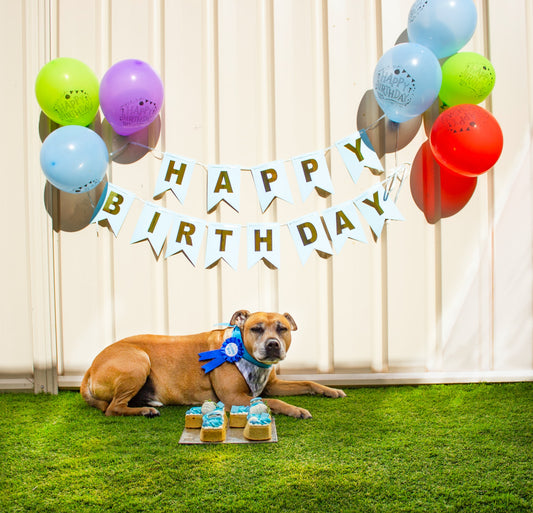 Man Jealous As Girlfriend Throws Bigger Birthday Party For Her Dog Than For Him