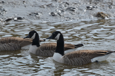 New England Geese Swimming