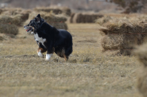 Mini Aussie Running Through Field