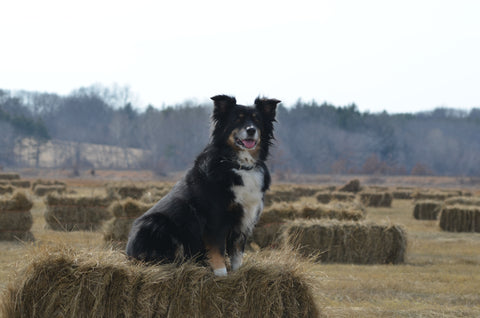 Miniature Australian Shepherd on Hay Bale