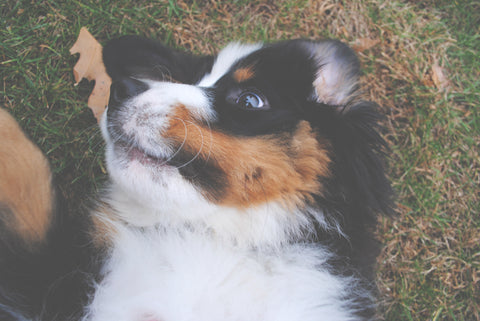 Bernese Mountain Dog Puppy