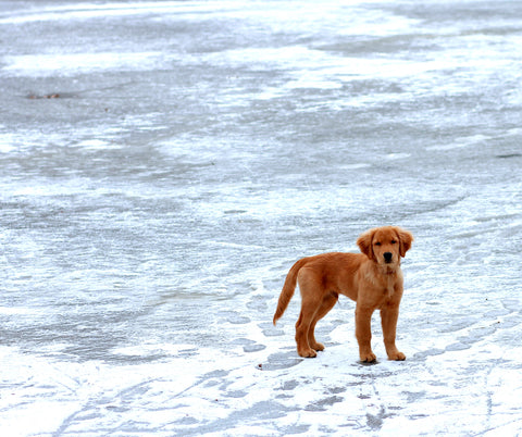 Todder Collar on Golden Puppy