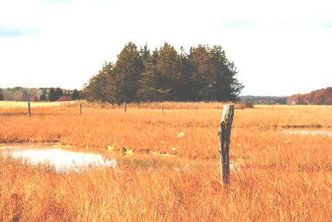 Pine Island in the marsh land - Todder Made In New England