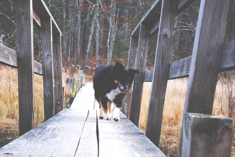 Australian Shepherd on Hike - Todder