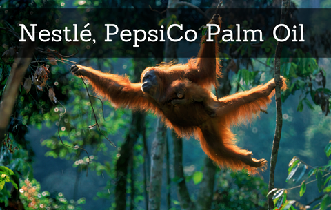 Palm Oil Deforestation Hits Record High In Sumatra’s Orangutan Capital
