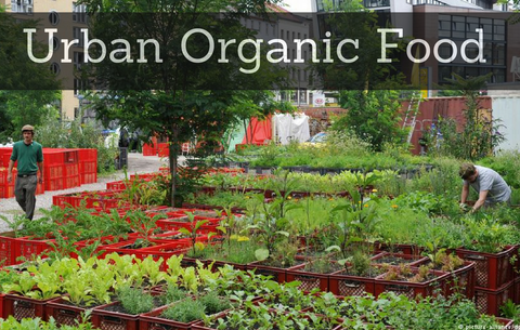 Urban Organic Food, Organic Soda Pops