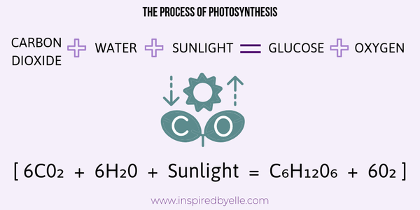Elle Blog The Process of Photosynthesis 