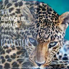 Elle Blog Why Endangered Animals are important to the Ecosystem by Elle Smith