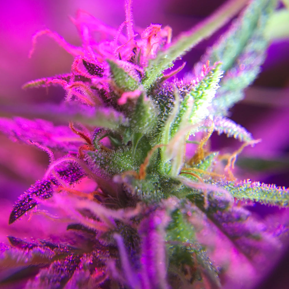 trichomes on a flower