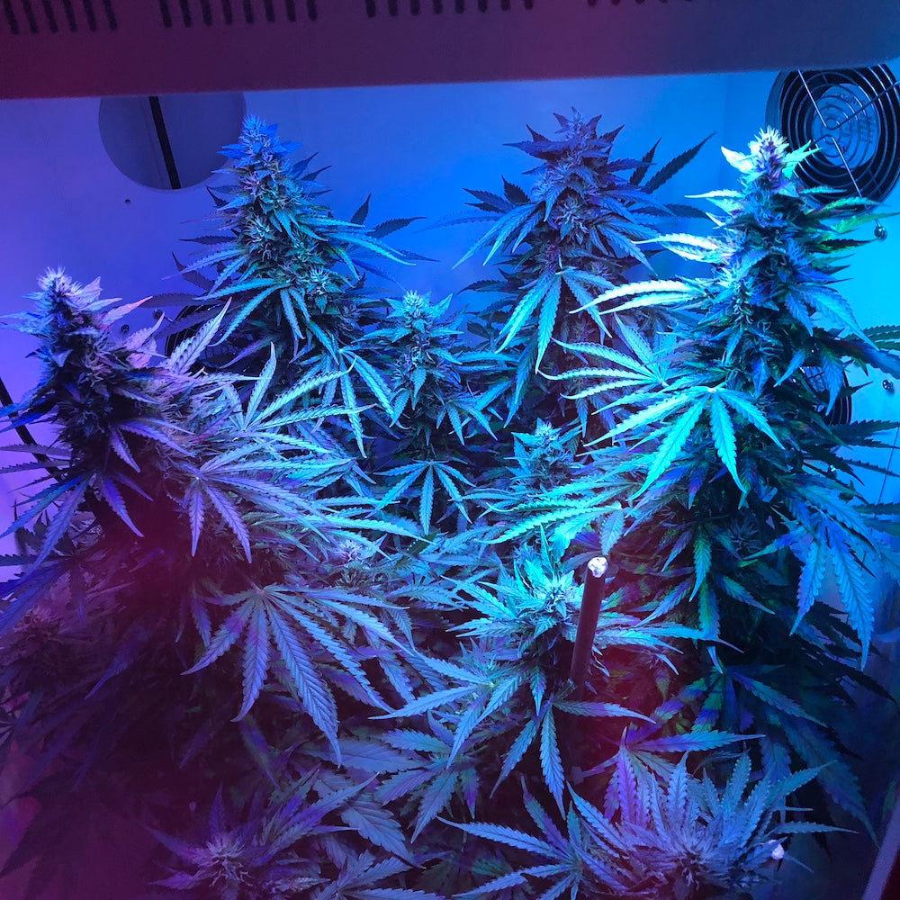 personal home grow