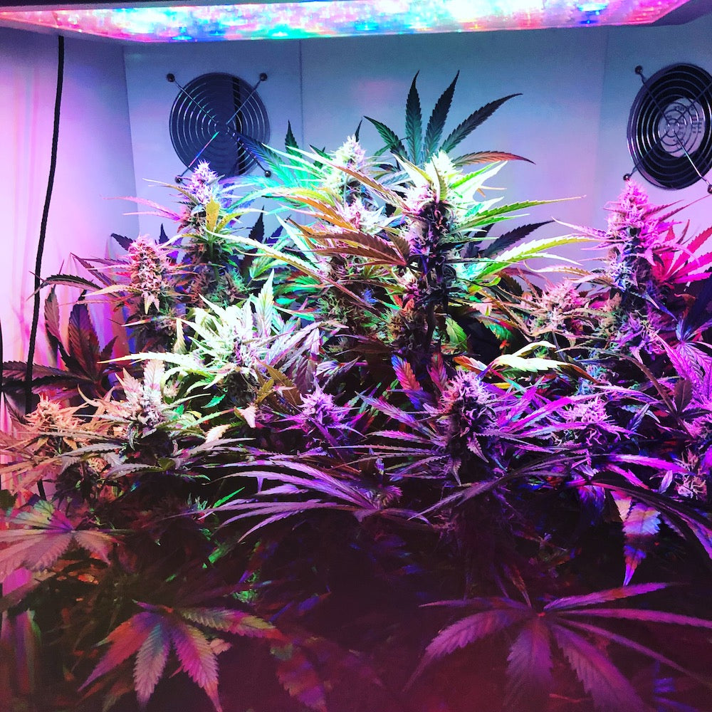 autoflower home grow