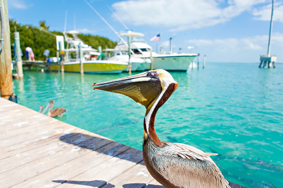 A Pelican on the Docks in Islamorada