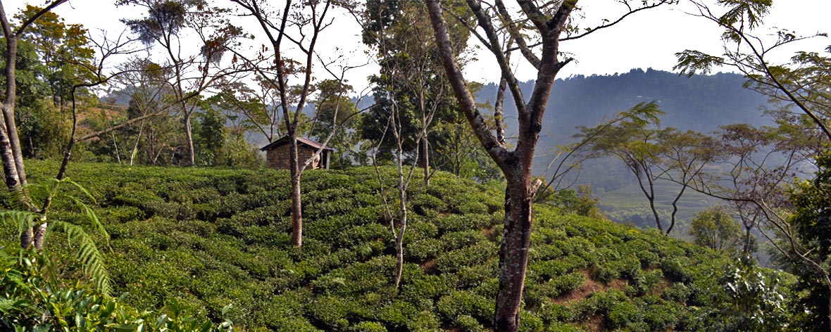 Gurung Bari Nepal Tea