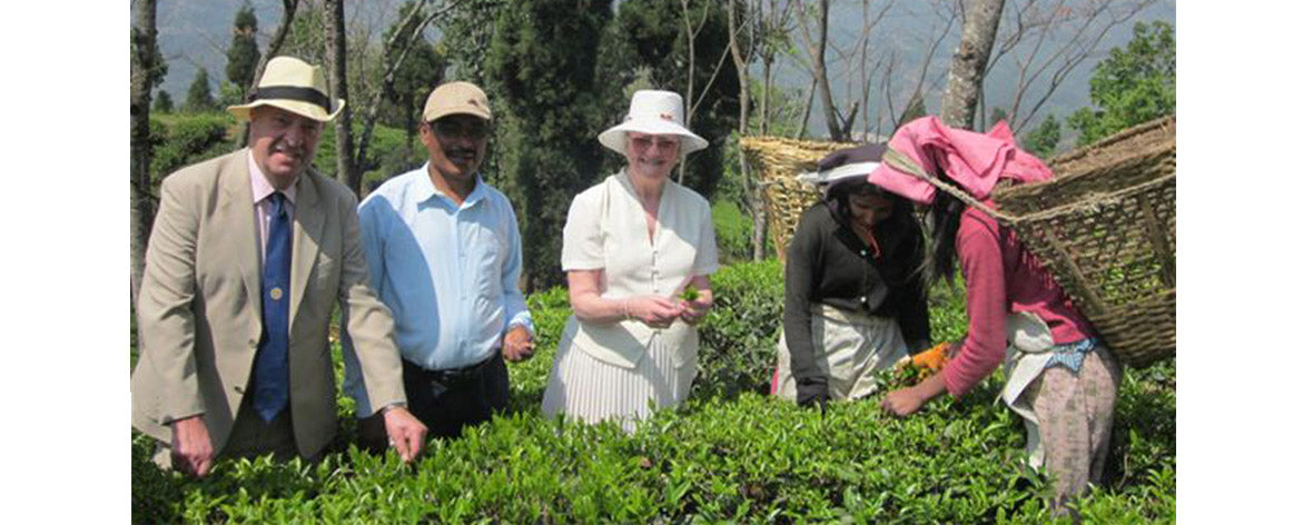 Gurkha Tea Farm Nepal