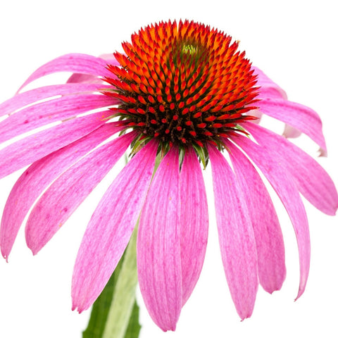 Echinacea is in Tea Huggers' Flu Fighter tea