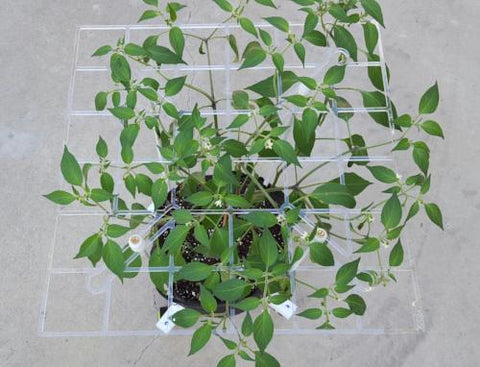 ScrOGged pepper plant