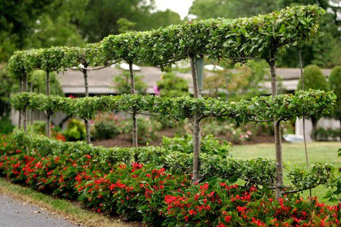 Espaliered Pear and Apple Trees