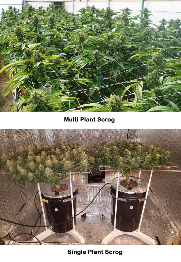 Multiple vs Single Plant ScrOG