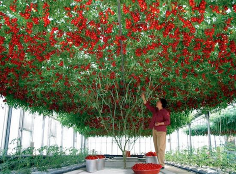 Tomato ScrOG