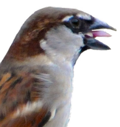 Sparrow's Beak