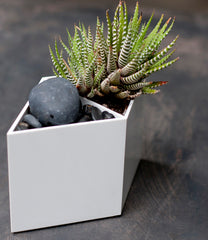 Single white Rhombin with stone and succulents