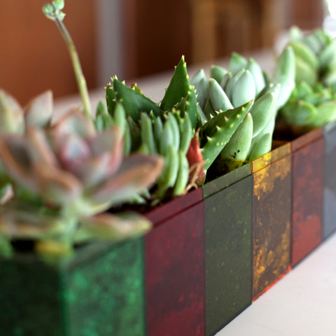 Succulents planted in colored 100C boxes