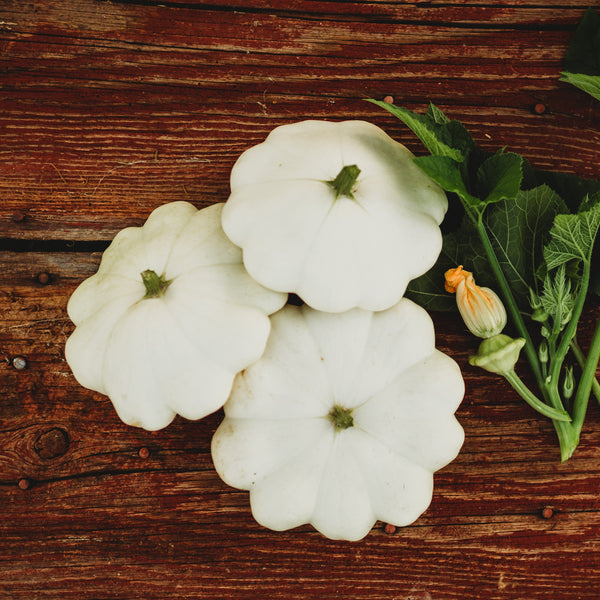 Early White Bush Scallop White Patty Pan Summer Squash Thresh Seed Co