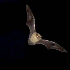 Pipistrelle bat in flight