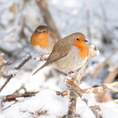 Robin in winter snow