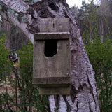 Predated nest box