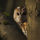 tawny owl in tree