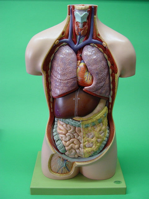 MODEL TORSO LARGE 8 PARTS
