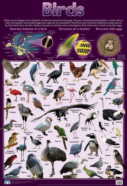 Birds With Nest Images Chart