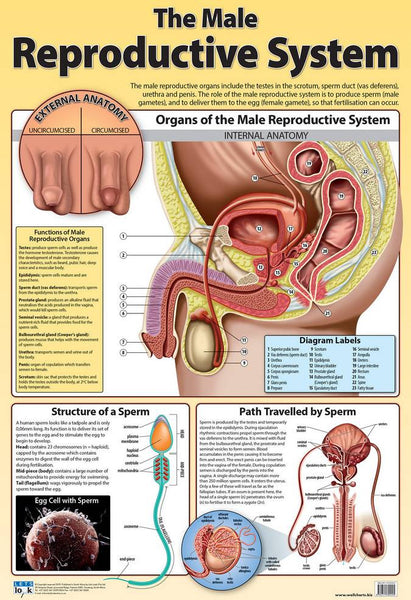 Chart Male Reproductive System Rutland Industries 7766