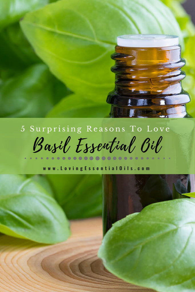 How to Make Basil Essential Oil by Loving Essential Oils