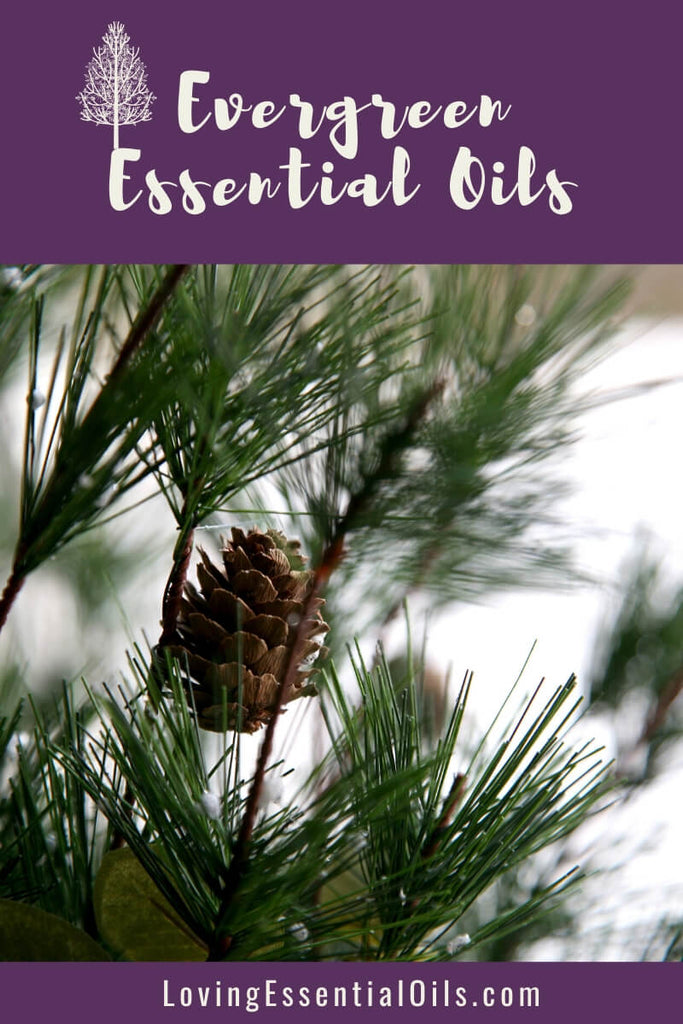 Best Evergreen Essential Oils with DIY Recipes and Homemade Blends by Loving Essential Oils