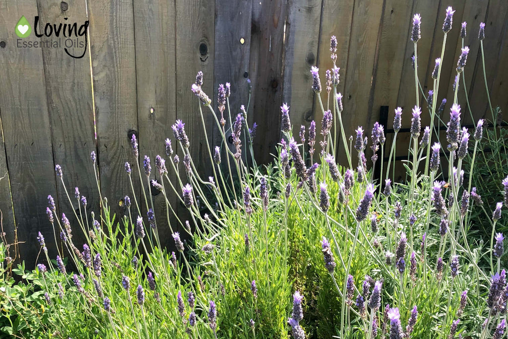 Uses for Dried Lavender by Loving Essential Oils