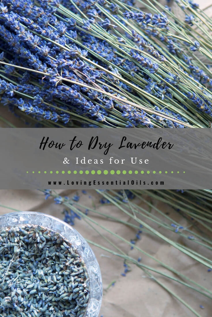 How Do You Dry Lavender? Plus ideas for using dried lavender by Loving Essential Oils