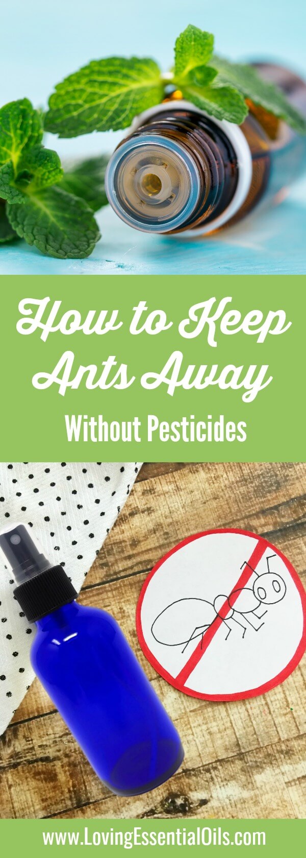 How to Keep Ants Away Without Pesticides Using Peppermit Essential Oil by Loving Essential Oils