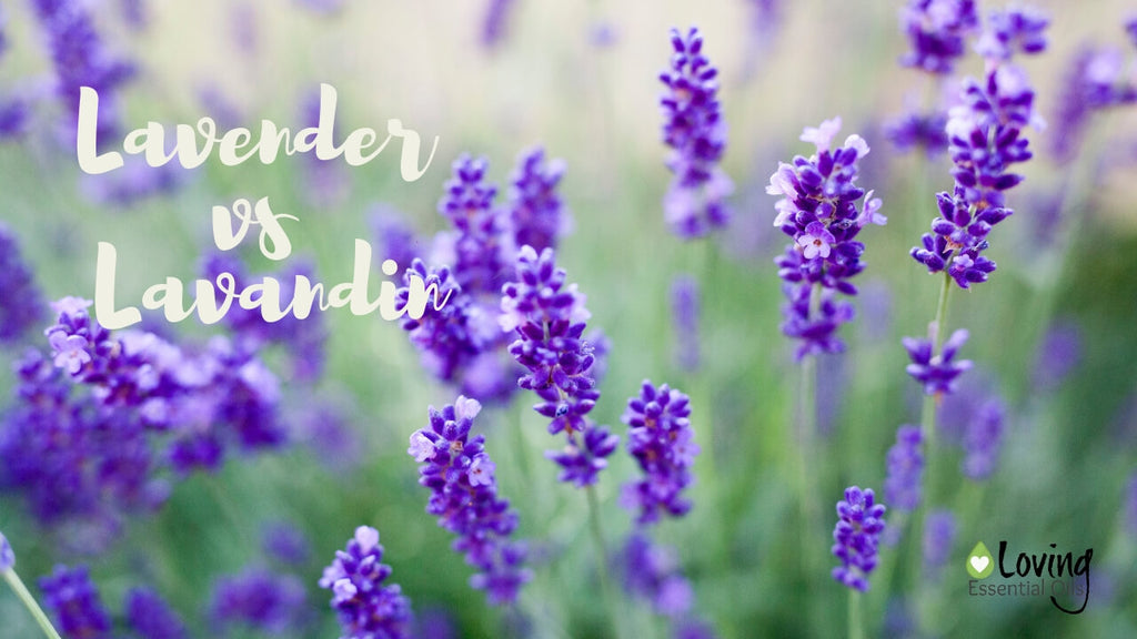 Lavender vs Lavandin - What's the Difference? by Loving Essential Oils