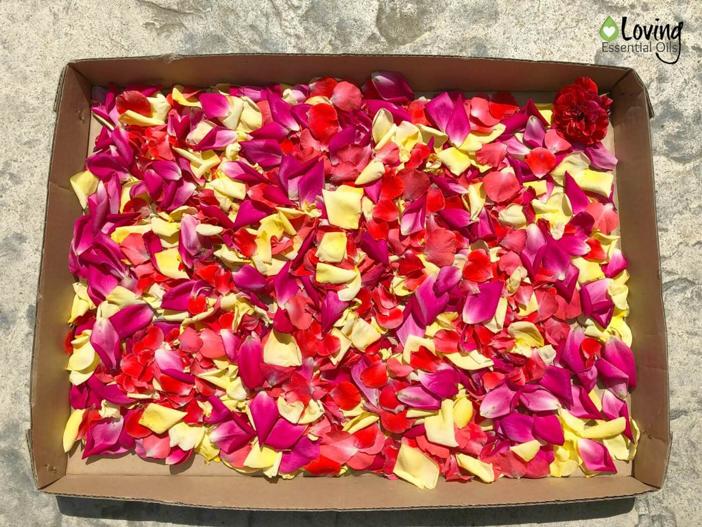 Rose Petal Essential Oil Potpourri Recipe by Loving Essential Oils | How to dry rose petals