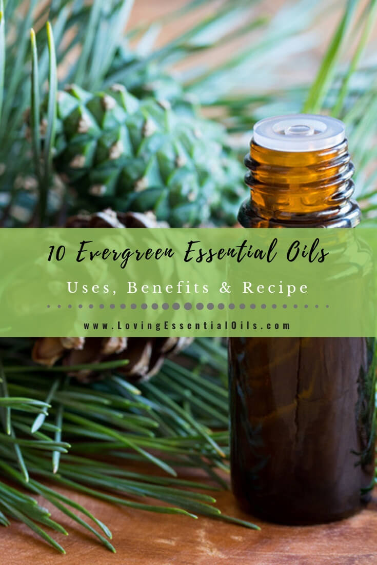 Evergreen Essence Essential Oil by Loving Essential Oils