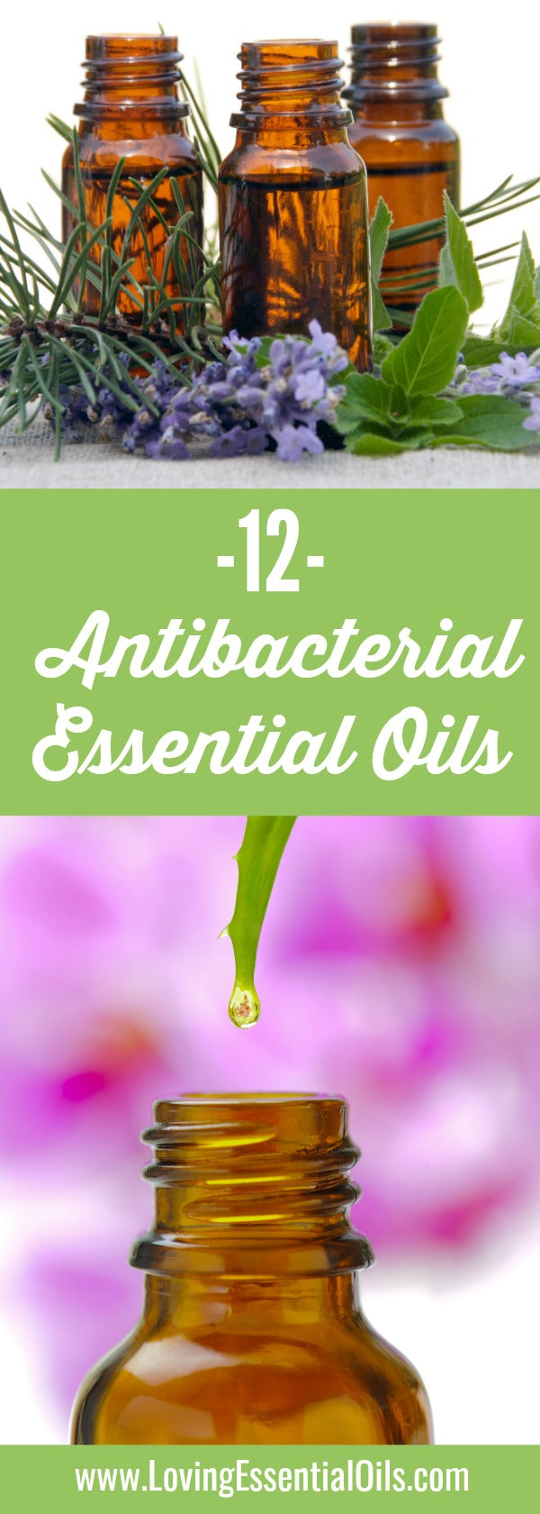 List of Antibacterial Essential Oils for Aromatherapy by Loving Essential Oils
