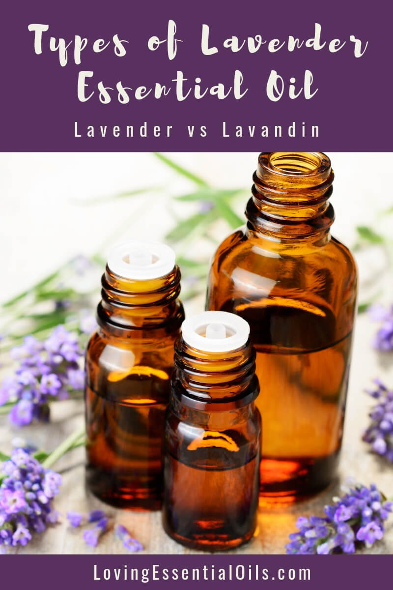 Lavender Essential Oil Variations by Loving Essential Oils