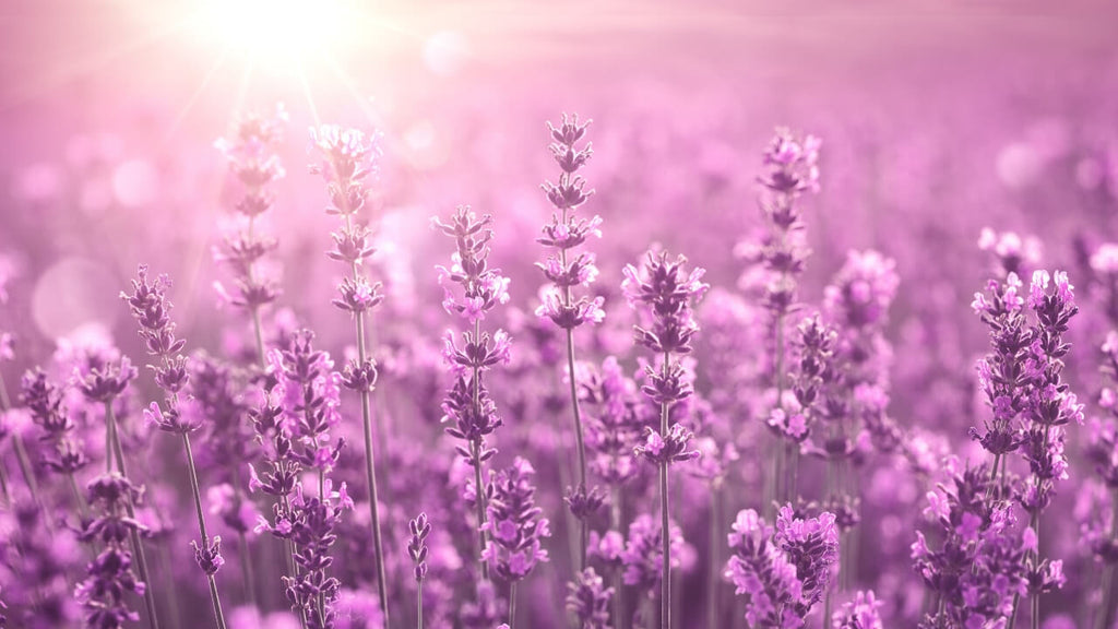 What are the Different Types of Lavender Essential Oil? by Loving Essential Oils